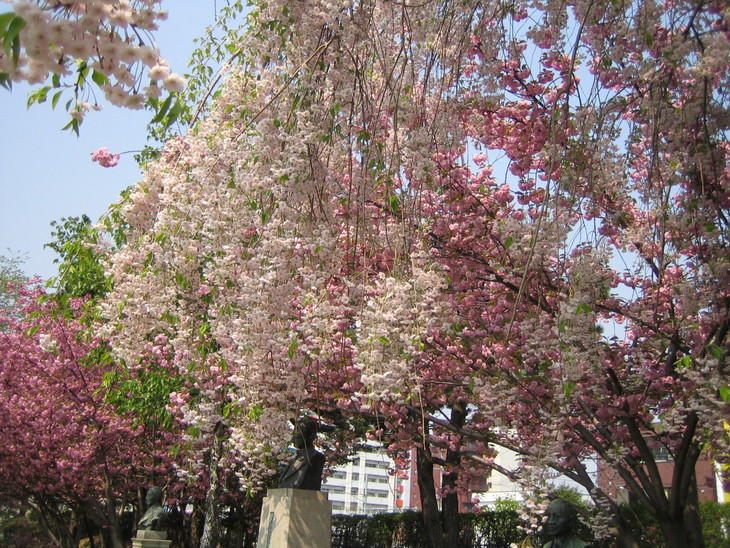 桜