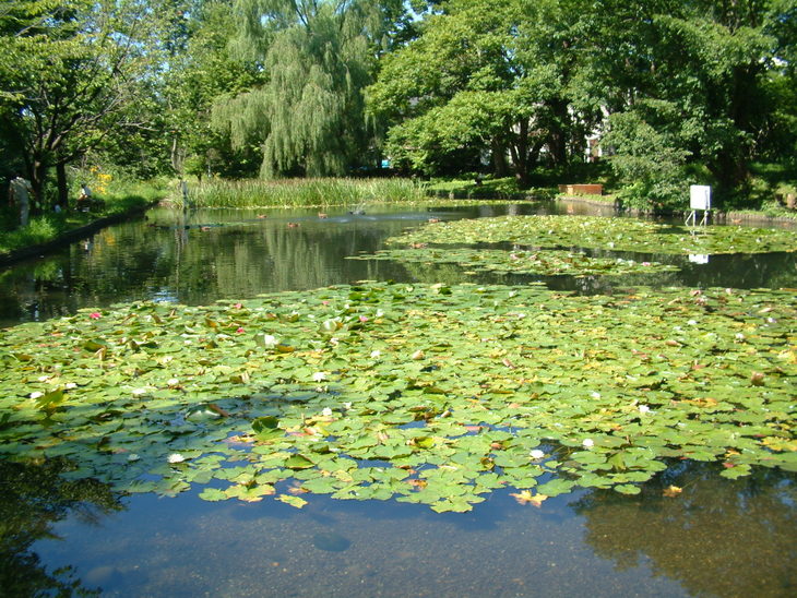 大野池（春）
