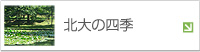 北大の四季
