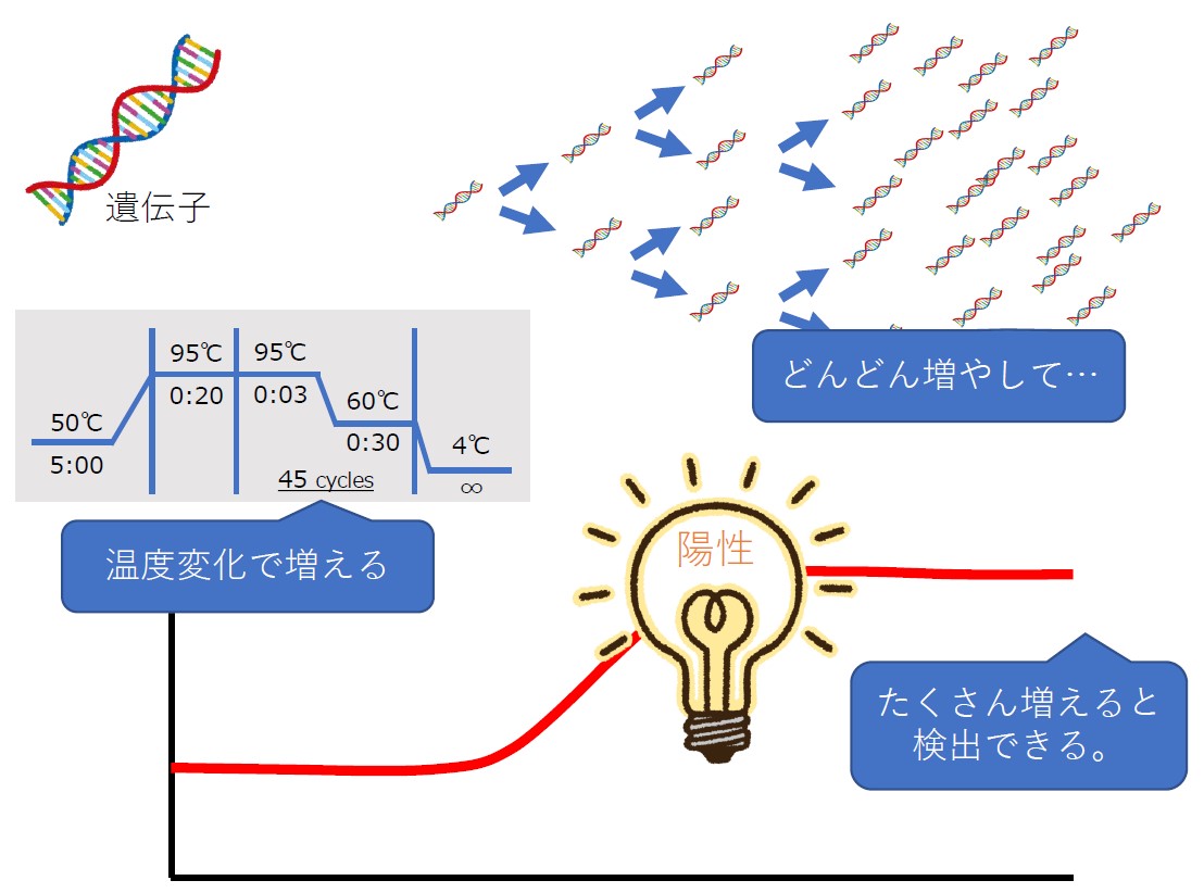 コロナ ウイルス 検査 法