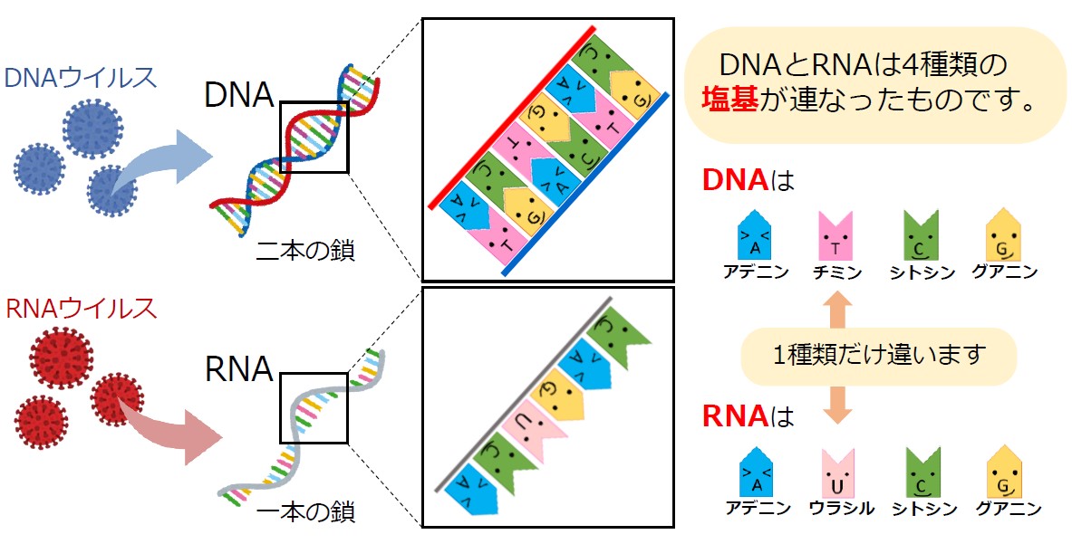 DNAウイルスとRNAウイルス