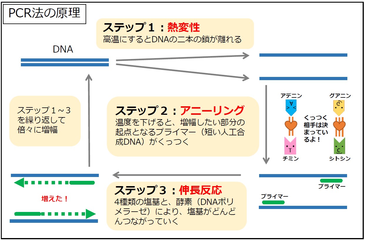 PCR法の原理の図