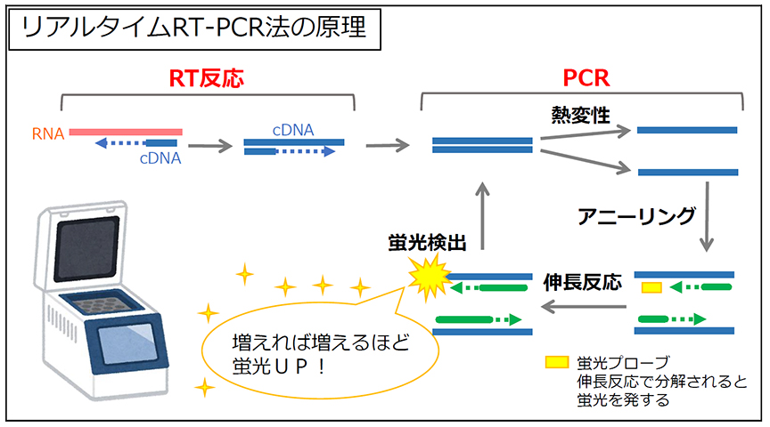 リアルタイムRT-PCR法の原理